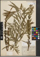 Foto von Salix purpurea L. x Salix viminalis L.